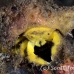 crab_sponge_shr_tam_h_0028_bal6401.jpg